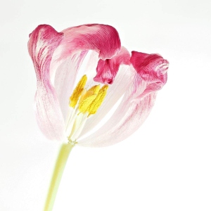 Verblühle Tulpe