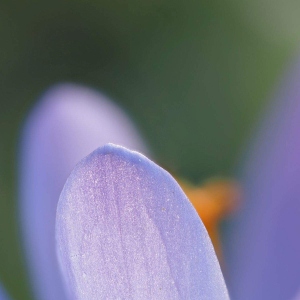 Krokus