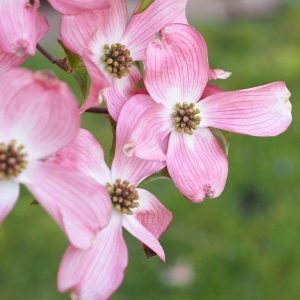 Amerikanischer Blumenhartriegel