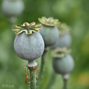 Mohn