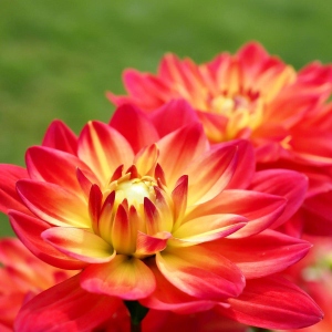 Dahlie