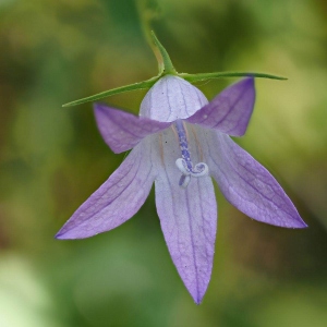 Wiesen-Glockenblume