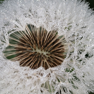 Löwenzahn, Pusteblume