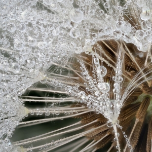 Löwenzahn, Pusteblume