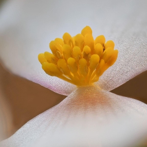 Begonia dregei