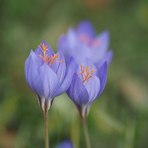 Pracht-Herbst-Krokus