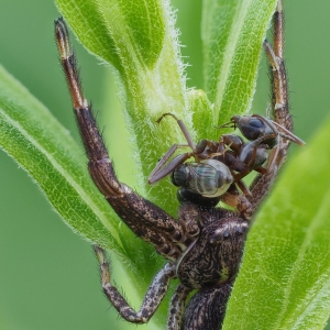 Waldkrabbenspinne mit Beute